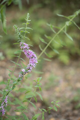 A close-up of a purple wildflower with slender green stems in a natural setting. The background is blurred, showcasing a soft, earthy environment.