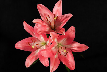 Beautiful orange lily flower, closeup.