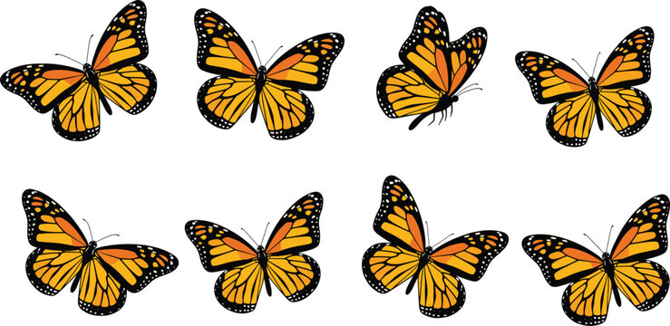 Vector illustration set of flying monarch butterflies in various wing positions, perfect for nature designs, spring themes, and decoration projects.