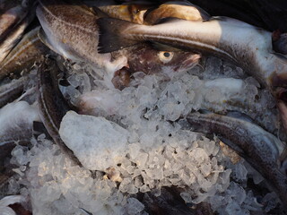 fresh fish on ice fishing