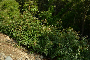 Fototapeta premium Rubus sorbifolius shrub with reddish glandular hairs curved thorns pinnate compound leaves and hollow red drupelet fruits in wild Korean habitat