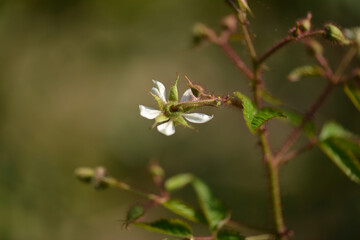 Rubus sorbifolius spring bloom with soft white petals clustered above red thorned stems and dense glandular hairs in Korean landscape