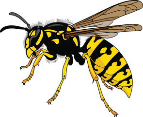 Detailed realistic wasp illustration showcasing yellow and black body patterns, wings, and anatomy—perfect for education, science graphics, and insect studies.Print