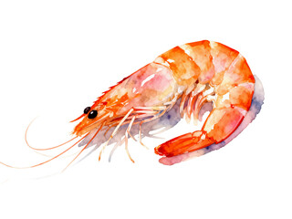 Seafood Delight: A watercolor illustration captures the vibrancy of a shrimp, its orange and red hues painted against the neutral canvas, a culinary treat.