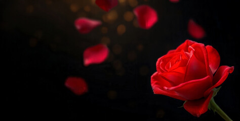 Rose Petals Falling &ndash; Romantic Red Rose on Dark Background