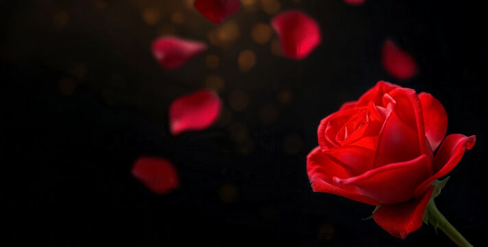 Rose Petals Falling &ndash; Romantic Red Rose on Dark Background