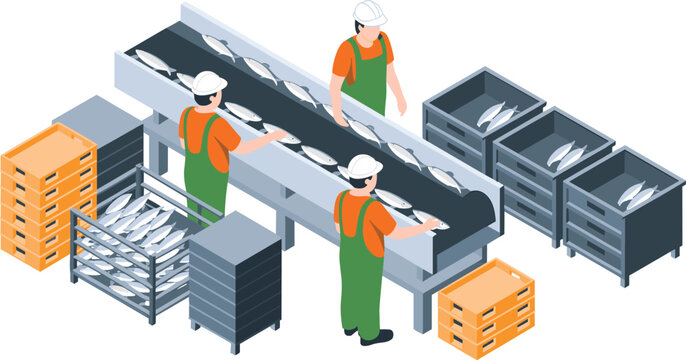 Isometric illustration of fish processing factory workers sorting seafood on conveyor belt with storage crates, safety gear and industrial equipment