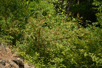 Obraz premium Rubus sorbifolius displays reddish glandular hairs, curved thorns, pinnate leaves, spring white flowers, and hollow red fruits. Photographed in Korea.