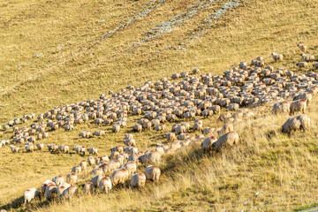 Sheep grazing on the Transalpina route, Romania