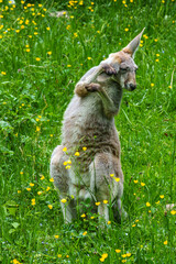 The red kangaroo, Macropus rufus is the largest of all kangaroos and the largest extant marsupial. © rudiernst