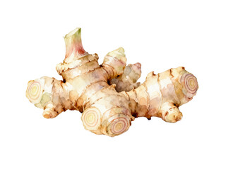 Fresh Ginger Root: An image of a fresh ginger root, revealing its gnarled form and fibrous texture, perfectly captures the essence of this aromatic spice.