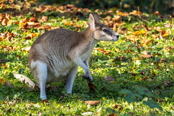 The agile wallaby, Macropus agilis also known as the sandy wallaby