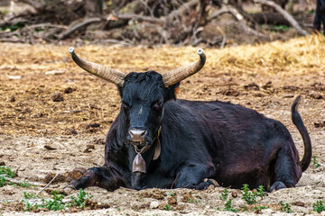 Wild black bull grazing in the fields of the Camargue in Provence, France.