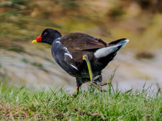 Kurka woda biegnąca po trawie