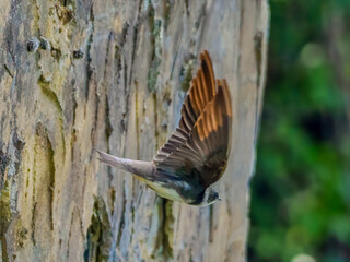 Jaskółka brzegówka podczas wylotu z gniazda © Adam