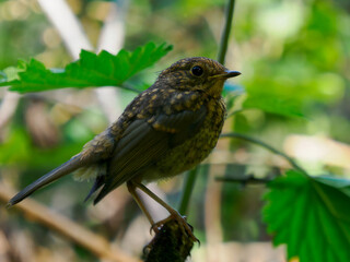 Rudzik, młody rudzik odważnie  pozuje do zdjęć