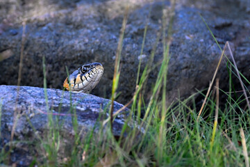 Grass snake is peeking from behind the rock hiding place