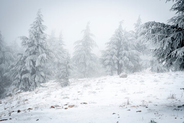 Snow Covered Atlas Cedar trees in Chelia National Park Algeria