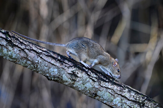 Brown rat running down to the tree