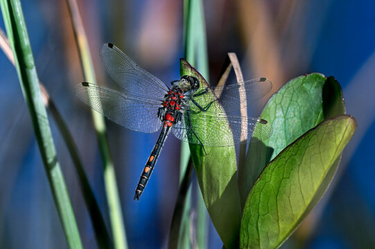 White-faced darter
