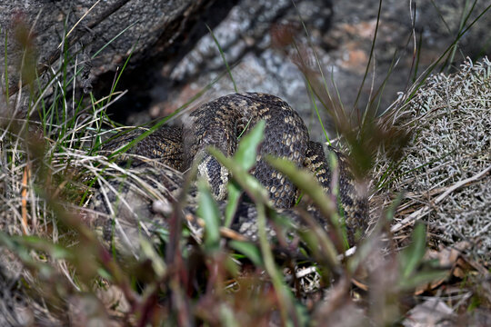 Common European viper