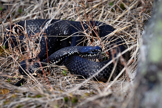 Grass snake basking in bush and is ready to shed the old skin