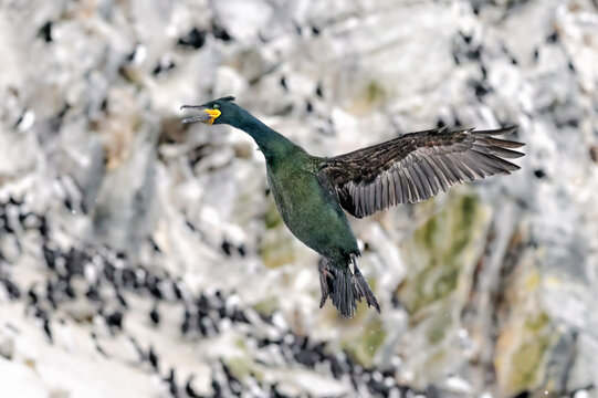 European shag