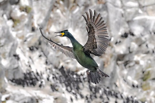 European shag