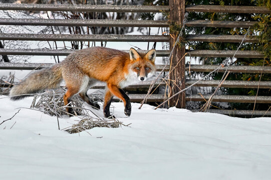 Red fox