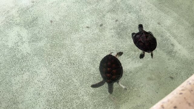 Sea turtles are swimming in the pool.