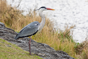 Obraz premium Gray heron along riverside downtown Kyoto in Japan