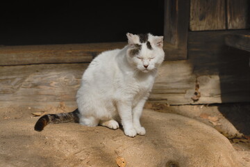 A white cat on the doorstep