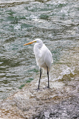 Birds along riverside downtown Kyoto in Japan