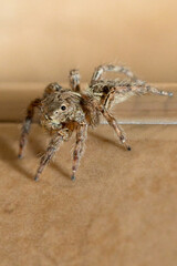 Detailed scientific close-up of a Thai jumping spider (Family: Salticidae) observed on residential tiled flooring.
