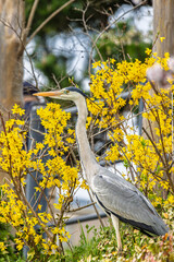 Gray heron along riverside downtown Kyoto in Japan