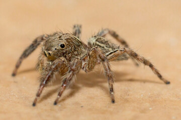 Detailed scientific close-up of a Thai jumping spider (Family: Salticidae) observed on residential tiled flooring.
