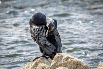 Cormorant along riverside downtown Kyoto in Japan