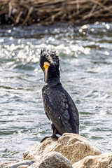 Cormorant along riverside downtown Kyoto in Japan