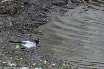 Birds along riverside downtown Kyoto in Japan
