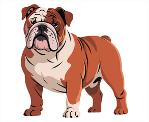A illustration of a brown and white English bulldog, showcasing its features.