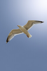 High Contrast Shot of a Seagull with Fully Extended Wings Against a Blue Sky
