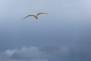 A White Seagull in Mid-Flight Against a Moody Cloudy Sky