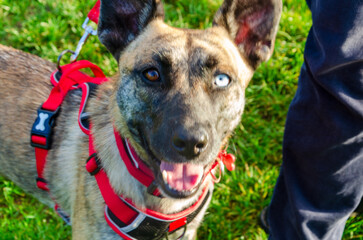 Close-up of a rescued street dog different coloured eyes wearing a red harness