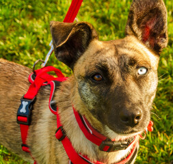 Close-up of a rescued street dog different coloured eyes wearing a red harness