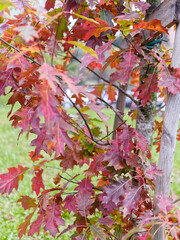 The beautiful colors of autumn in a park in La Spezia Italy