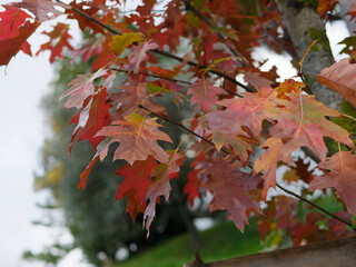 The beautiful colors of autumn in a park in La Spezia Italy