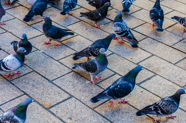 Feral pigeons in Belfast city centre where they have become a nuisance