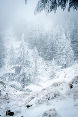 Snow Covered Atlas Cedar trees in Chelia National Park Algeria