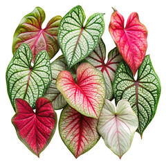 Obraz premium Realistic Caladium Bicolor Leaves Isolated Collection on transparent background 