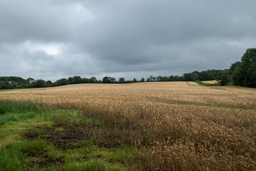 A cereal field under a cloudy sky, surrounded by trees on the horizon, creating a serene rural landscape. Photo taken in County Antrim, Northern Ireland, Europe